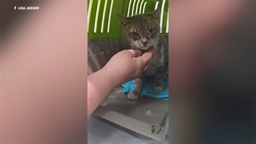 Volunteers work to ensure cats are safe, healthy after sanctuary owner killed in fire on Long Island