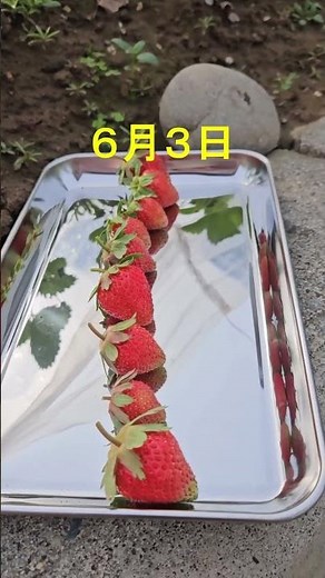 イチゴ栽培初心者🔰 #イチゴ栽培 #いちご栽培 #家庭菜園初心者 #家庭菜園 #イチゴ