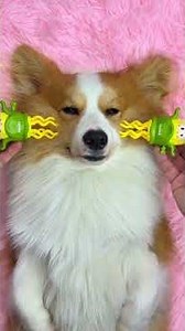 ASMR Dog Grooming: Satisfying Corgi Spa, Nail Trimming & Massage