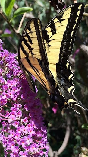Butterfly Song 🦋 #supersimple #funlearningactivities #butterflies #childrensmusic #kids #animals