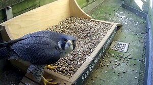 1.8M views · 17K reactions | Peregrines this week 礪 Preparations...