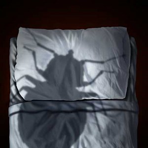 Get Rid Of Bed Bugs For Good.
