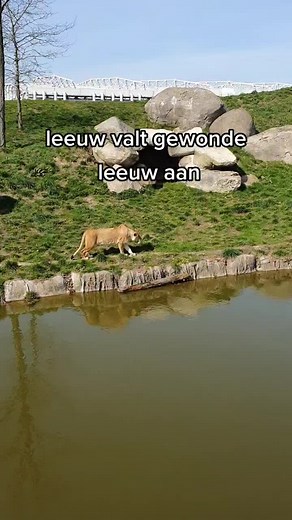 waar is dit? #dierentuin #zoo #leeuw #aanval