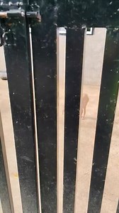 MULA SA PAG-IYAK TUNGO SA PAGPAPAGALING: LABAN NATIN ITO, BOY!" 🐾ospital 🏥💔✨ Magandang araw po sa inyong lahat, lalo na sa aming mga tapat na followers. Gusto lang po namin kayong i-update ni Jewel tungkol sa asong sumunod sa amin kahapon. Hanggang ngayon, hindi pa rin mawala sa isip namin ang kanyang pag-iyak—isang iyak na humihingi ng tulong dahil sa tinding sakit na nararamdaman ng kanyang katawan. 😭🐕 HINDI NAMIN SIYA KAYANG TIISIN. Kaya naman ngayong araw, dadalhin Po na namin siya sa V