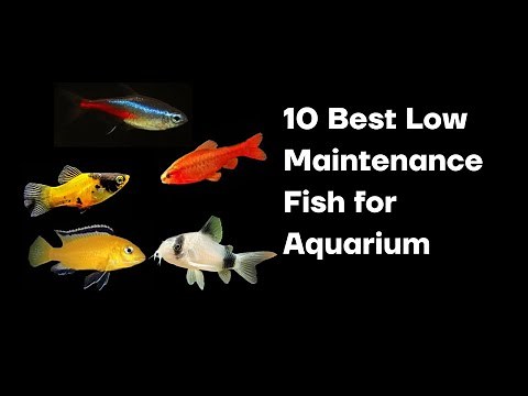 The 10 Best Low Maintenance Fish for Aquarium