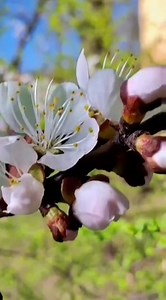 12K views · 537 reactions | Ben demiyorum ki, insan hiç karanlığa umutsuzluğa düşmez. Düşmez olur mu? Ama insanlığın mayası aydınlık ve umuttur. İnsanlığın mayasında güzel, aydınlık, pırıl pırıl , umut gelecek türküleri söyleyen düş dünyaları kurmak var. Yaşar Kemal CHOPIN: Waltz in C-sharp minor, Op.64. No.2 | Klasik BATI Müziği -Classical Music | Facebook