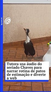 Pet owner uses audio from the show El Chavo del Ocho to narrate pet ducks' daily routine and deli...