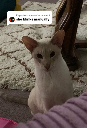 Siamese Cats: Adorable Meows and Fun Moments