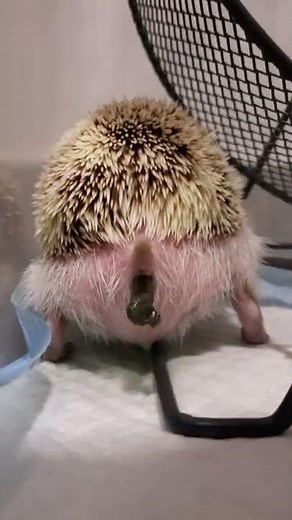 Hedgehog Pooping! (Don't watch when you're eating!) #shorts