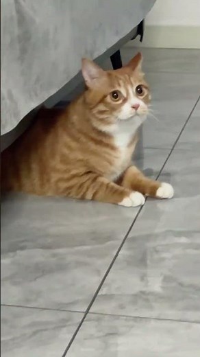 Adorable Orange Kitten Debut: Meet Our New Feline Star