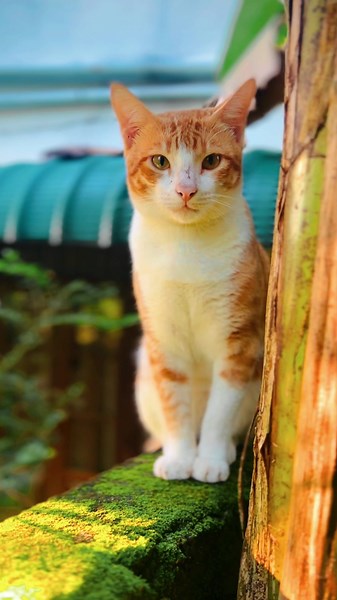 😍❤️#fyp #gingercat #viral #cute #viral #catlovers #tiktok #catsoftiktok #love #cat