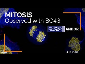 Live imaging of cell division (Mitosis) observed with Andor BC43 Benchtop Confocal Microscope