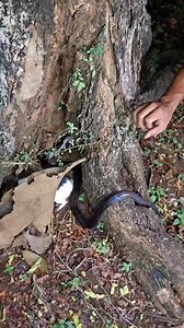 Hewan ini hampir d telan #ftp #realsviral #animal #treding | Arif Dek Pole