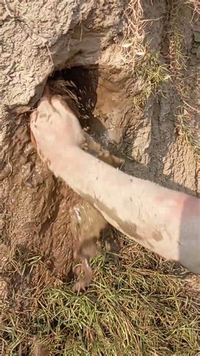 Hidden Fish Inside Mud Pit – Shocking Catch! #MudCatch #WildFishing #FishingReels #TrendingShorts