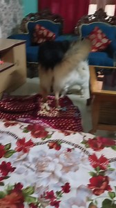 Ghum theke uthe tom dada tasu ke boku kore dilo go 🥰🤣🤣🤣🤣🤣🤣 | Sampa Paul Ghosh