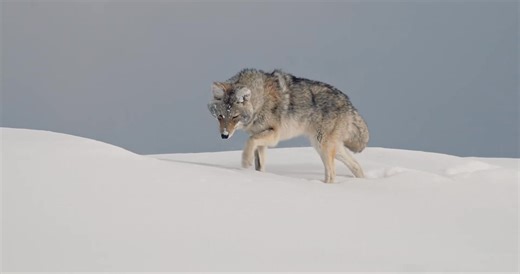 27K views · 862 reactions | Coyote Hunting in Snow - Yellowstone - Canon C70 | Paul باول | Facebook