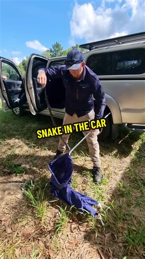 Red-Bellied Black Snake Found in Car: A Wild Adventure!