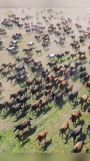 Spectacular! 😘Check out the grand Zhaosu horse racing festival in Xinjiang! 🐎🐎🐎 The "Tianma International Tourism Festival" is now back! Welcome to the magnificent Xinjiang! #Xinjiang #horseracing #horse #festival #tourism #traveling | Amazing China