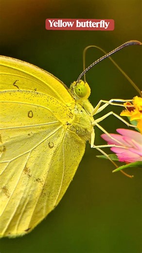 Kupu-kupu kuning #macro #pokemon #insect #mustarimacro | Mustari Macro