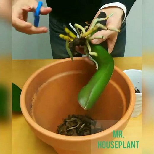 How to repot an orchid (and not kill it)