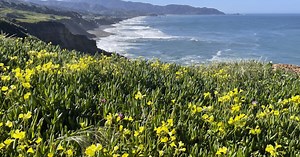 Will there be a 'superbloom' this year in California?