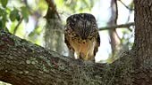Red-shouldered Hawk eating a snake and the tail moves