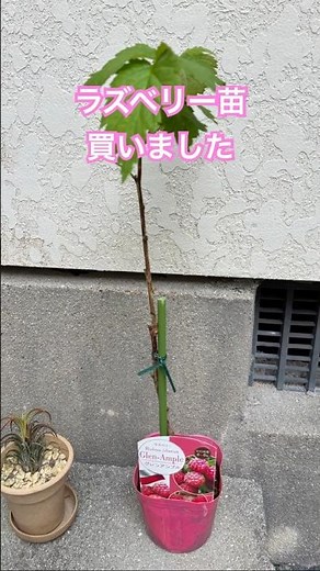 ラズベリー栽培🪴始めました！ #ラズベリー #ラズ ベリー栽培 #家庭菜園 #果樹栽培