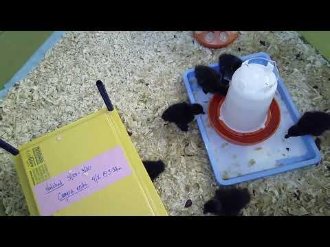 Brooding Ducks and Chicks