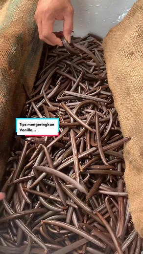 Sweating very important stage on curing high quality Vanilla #vanillabeans #vanillapowder #vanillaextract #organicvanilla #naturalvanilla #pertanian #perkebunan #kebun #vanilli #narasivanilla #upstream #vanillafarms #vanillatraining #vanillacuring #vanillaprocessing