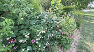 My buttonbush ($11 closeout at Lowe’s a few years ago) is a magnet for bumblebees. | Garden Ideas & Outdoor Living
