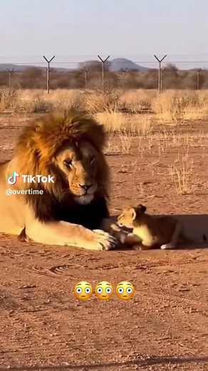 Mom protecting her cub ❤️ #lion #cub #animals #wilderness #protect | Lion