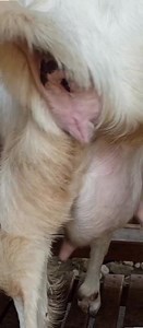 #Mom Goat's Got the Signs 😊* A mother goat (doe) about to give birth typically shows these signs: 1. #Restless behavior*: Pacing, pawing ground, or looking uncomfortable. 2. #Udder filling*: Enlarged, firm udder with possible dripping colostrum. 3. #Vulva swelling & discharge*: Clear or slightly bloody discharge. 4. Nesting behavior*: Seeking a quiet, sheltered spot to kid. 5. #Contractions*: Visible straining or tightening of abdomen. 6. #Tail twitching or lifting*: Often a sign labor's near. 