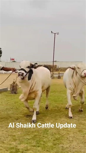 Sarfaraz Ahmed Qurbani 2027 Bulls #cow #bull #cattleworld #animals pioneer Cattle Farm