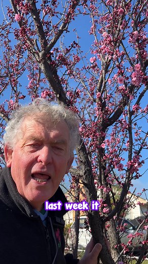 Even though it’s just starting to bloom, this Prunus Blireana already looks so beautiful! Be sure to follow us and see what this tree looks like in full flower. 🌺🌺🌺 Buy Prunus Blireana here: https://www.thetutuguru.com.au/shop/prunus-cherry-blossom-plum/ #hellohelloplants #nursery #melbourne #australia #beautifulplants #PrunusBlireana #floweringtrees #springblossom | Hello Hello Plants & Garden Supplies