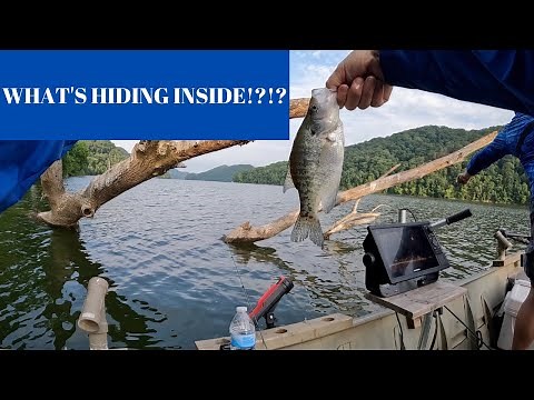 BrushPile Crappie Fishing on Cherokee Lake!