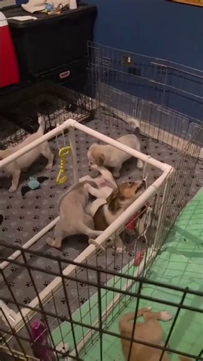 Emma’s Puppies Are Almost Ready for Adoption! 🐾❤️