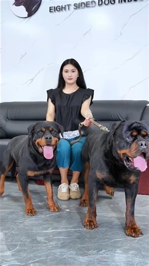 Rottweiler Puppies Playing & Posing 🐕🐕 | Cute Dog Video #RottweilerPuppies #CutePuppies #DogLovers