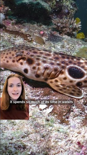 New Shark Species That Walks