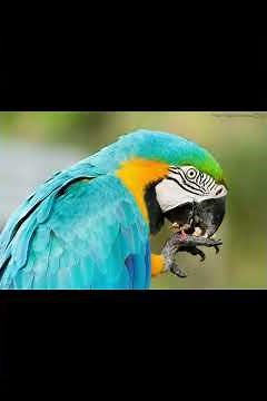 A Arara-canindé é uma das aves mais bonitas e inteligentes da natureza.