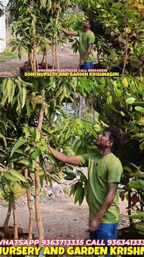 🥳EXPORT QUALITY ALPHONSO MANGO TREE 5ft to 20ft HEIGHT AVAILABLE ALL OVER TAMIL NADU #mangocrop