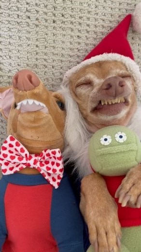 Tuna {breed:chiweenie} | To celebrate my son turning 14 (😱) on July 31st, we are having our annual “Christmas in July” sale from July 1st-14th! After the 14th, Tuna... | Instagram