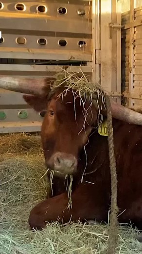 Ricardo, the Bull Who Escaped Slaughterhouse Finds New Home