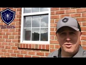 Birds PECKING my windows!!!