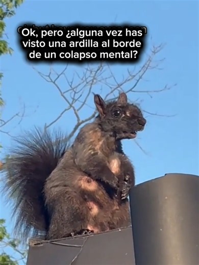 has visto una ardilla al borde de un colapso mental? un video aterrador que muestra lo que para algunos incluso podría ser una ardilla zombie, para otros simple rabia y para muchos un misterio #exponiendomisterios #misterio #paranormal #terror #zombie