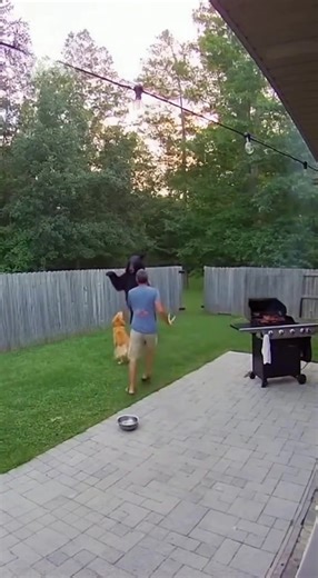 Brave Dog Saves Owner From Wild Bear | Caught on Security Camera Fixed outdoor security-camera footage shows a calm evening in a quiet backyard — a man grilling dinner, a golden retriever resting peacefully by his side. Suddenly, the moment turns terrifying as a massive black bear climbs over the fence and heads straight for the grill. Without hesitation, the dog explodes into action — barking furiously, running between the bear and his owner, refusing to back down. The man yells and waves his a