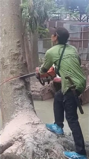 Woodworking skill lumberjack large tree feeling Techniques #shortvideo #treecutting #chainsaw