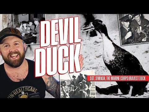 When Marines Took A Duck Into Battle In WW2 - The Devil Duck