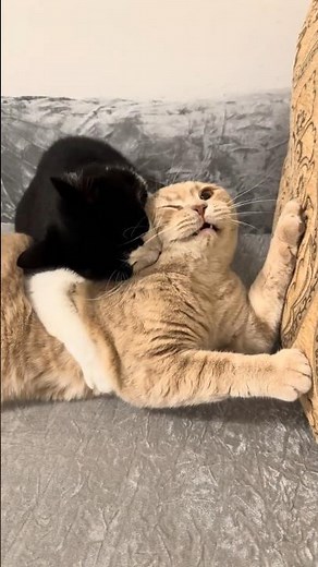 Cat Bites Other Cat And Makes Him Scream