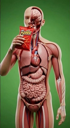 🍫What Hot Cheetos Do Inside Your Body!