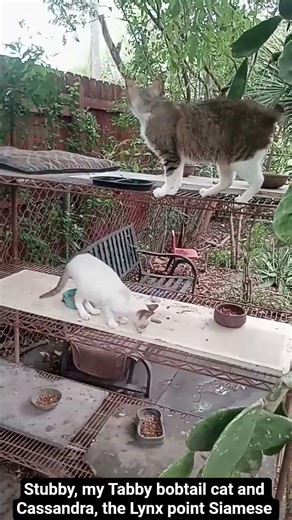 My Tabby bobtail cat and my Lynx Point Siamese cat in the backyard #outdoors #nature